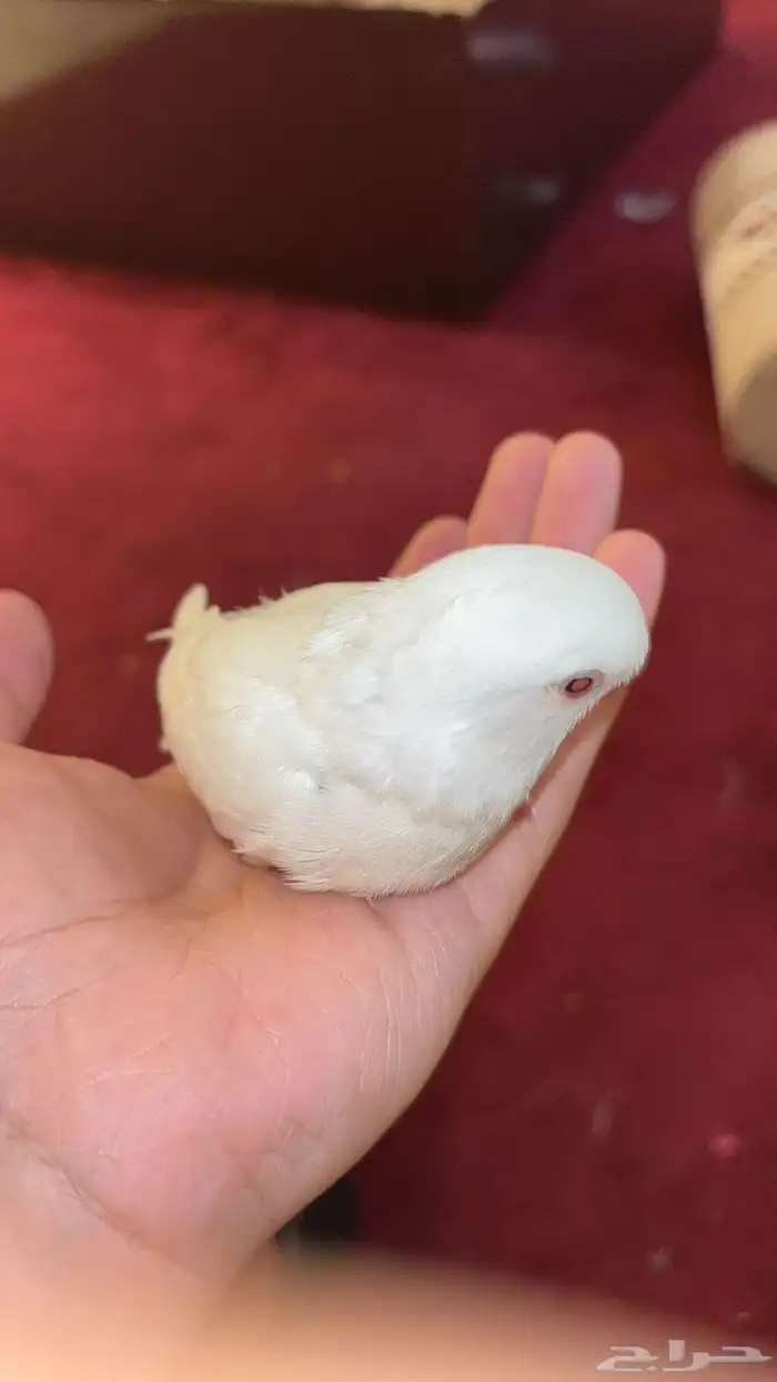 طير روز هدد تم البيع 5