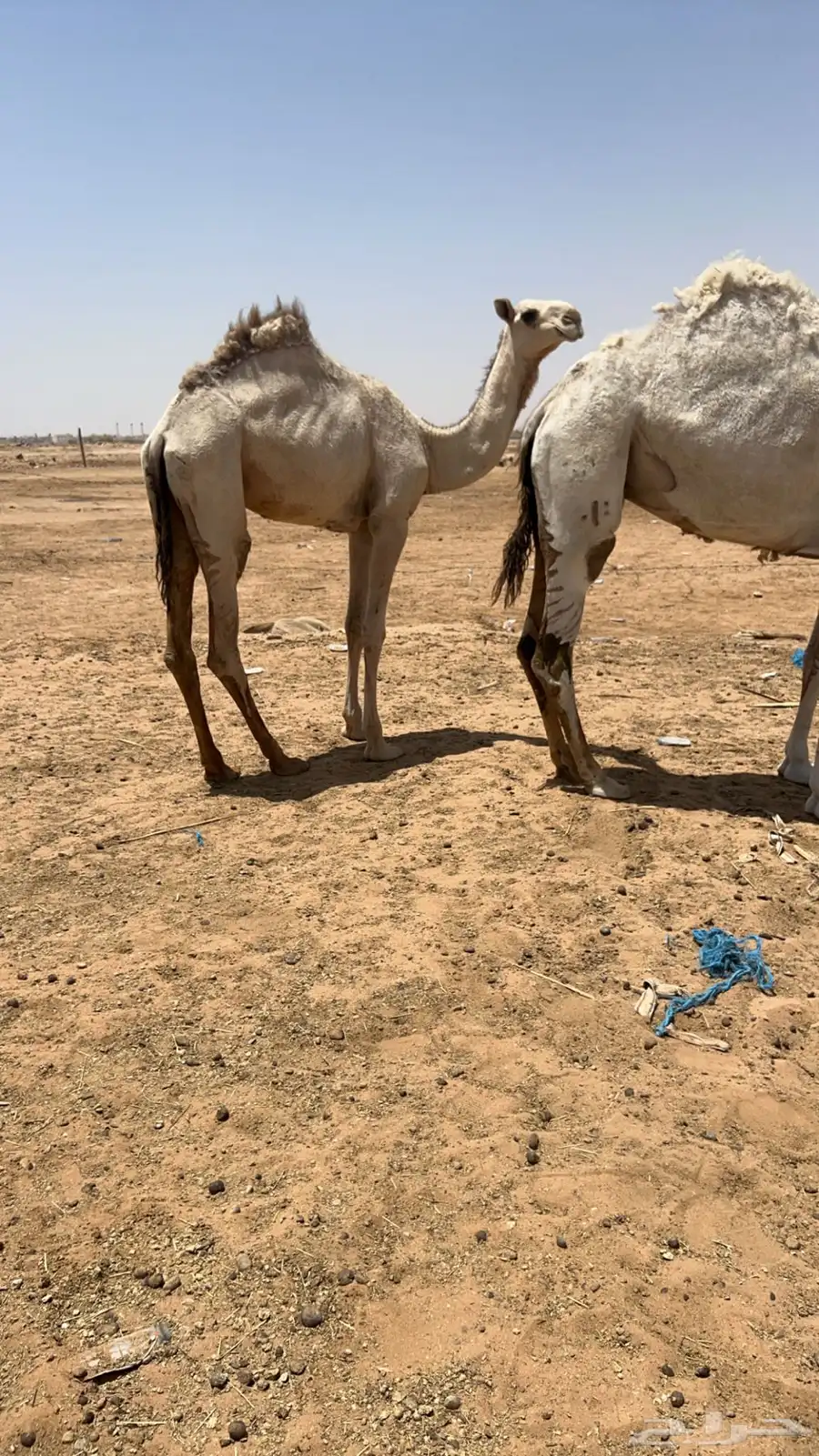 حايل وضحاء ومفروده شقحاء 3