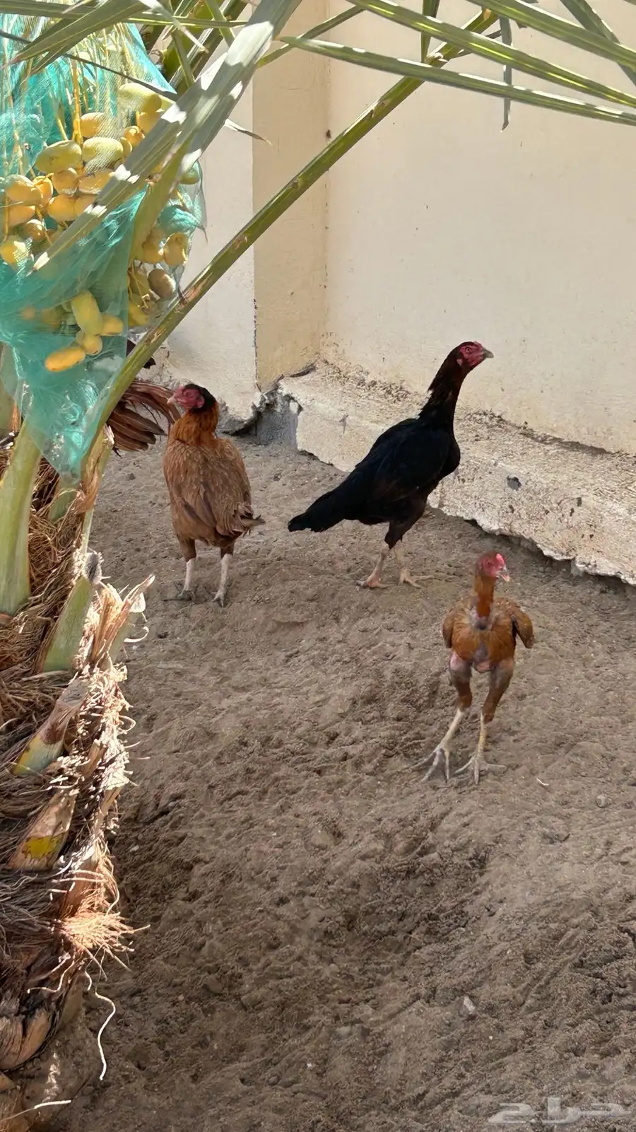 دجاج 3
