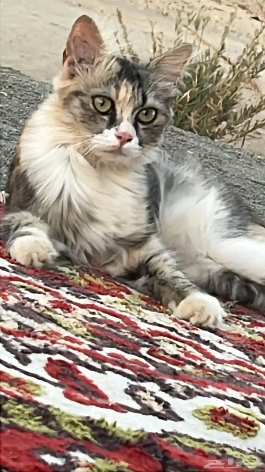 جده حي مخطط الرياض 1