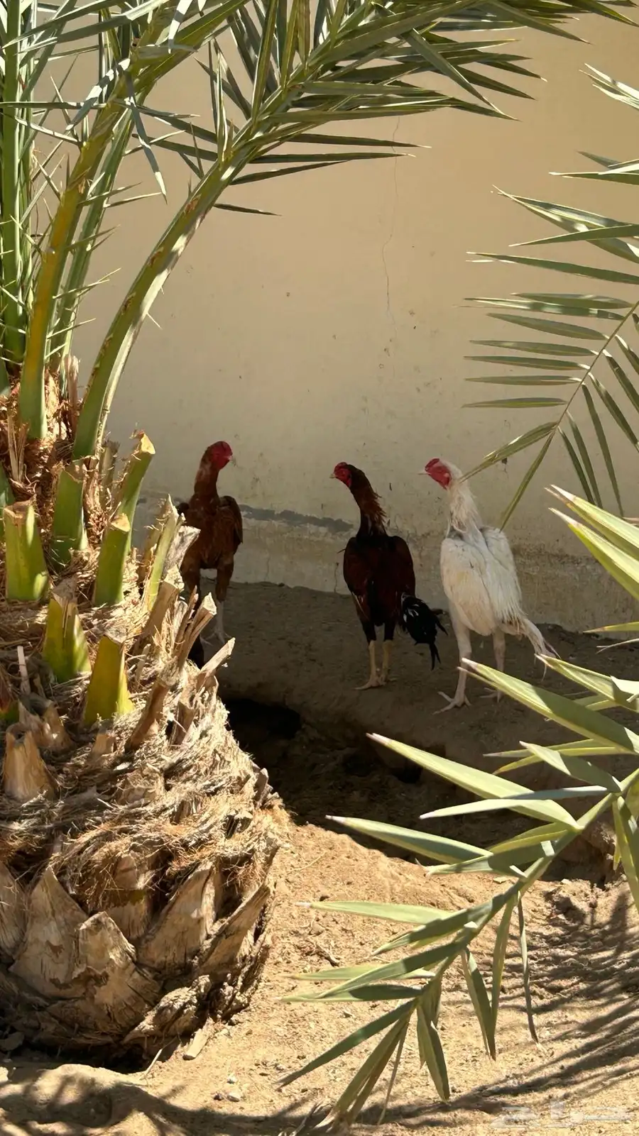 دجاج 0