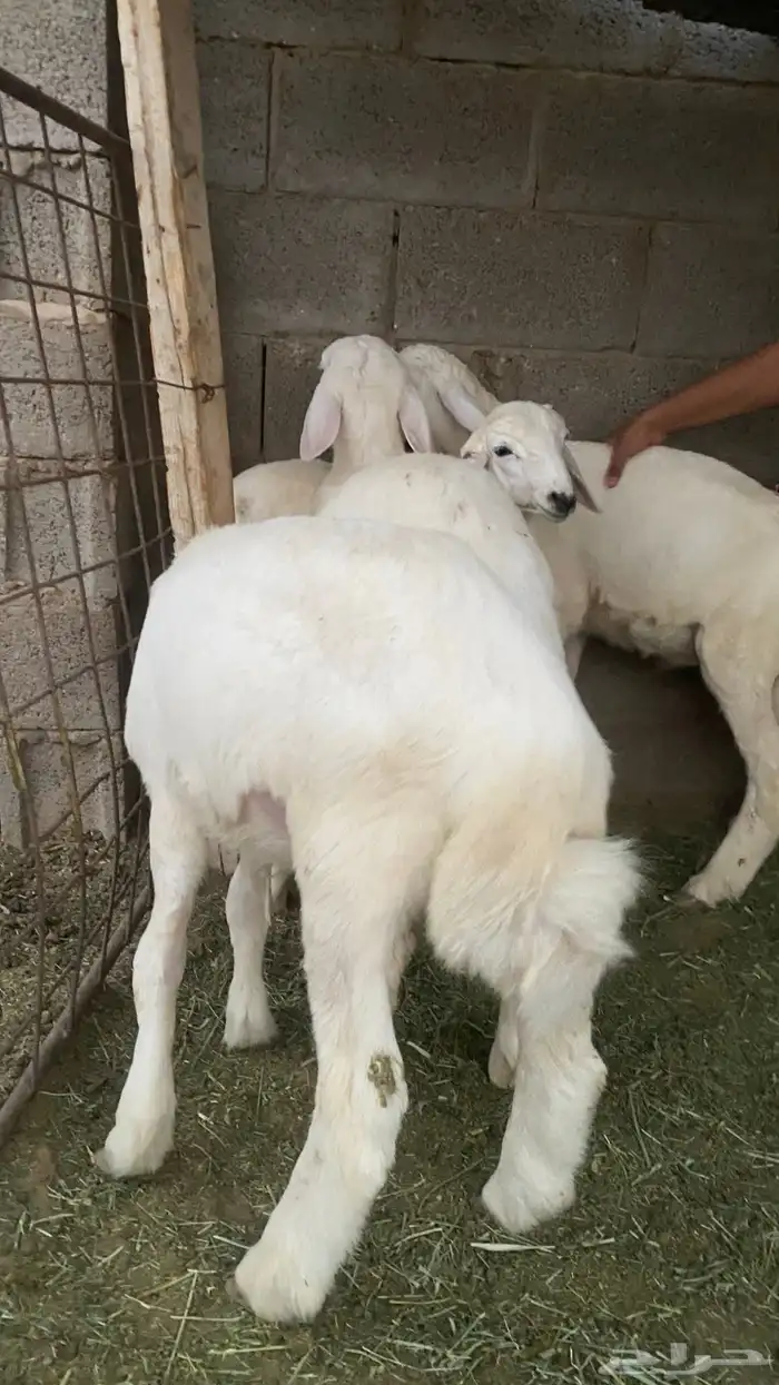 خرفان حري للبيع العدد 6 كلهن خرفان 1