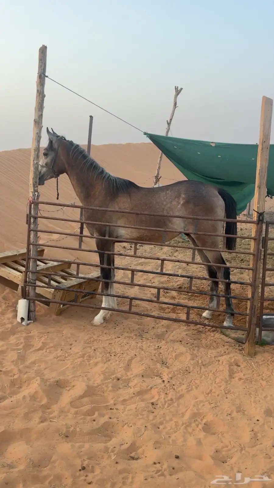 مهر شعبي للبيع 1