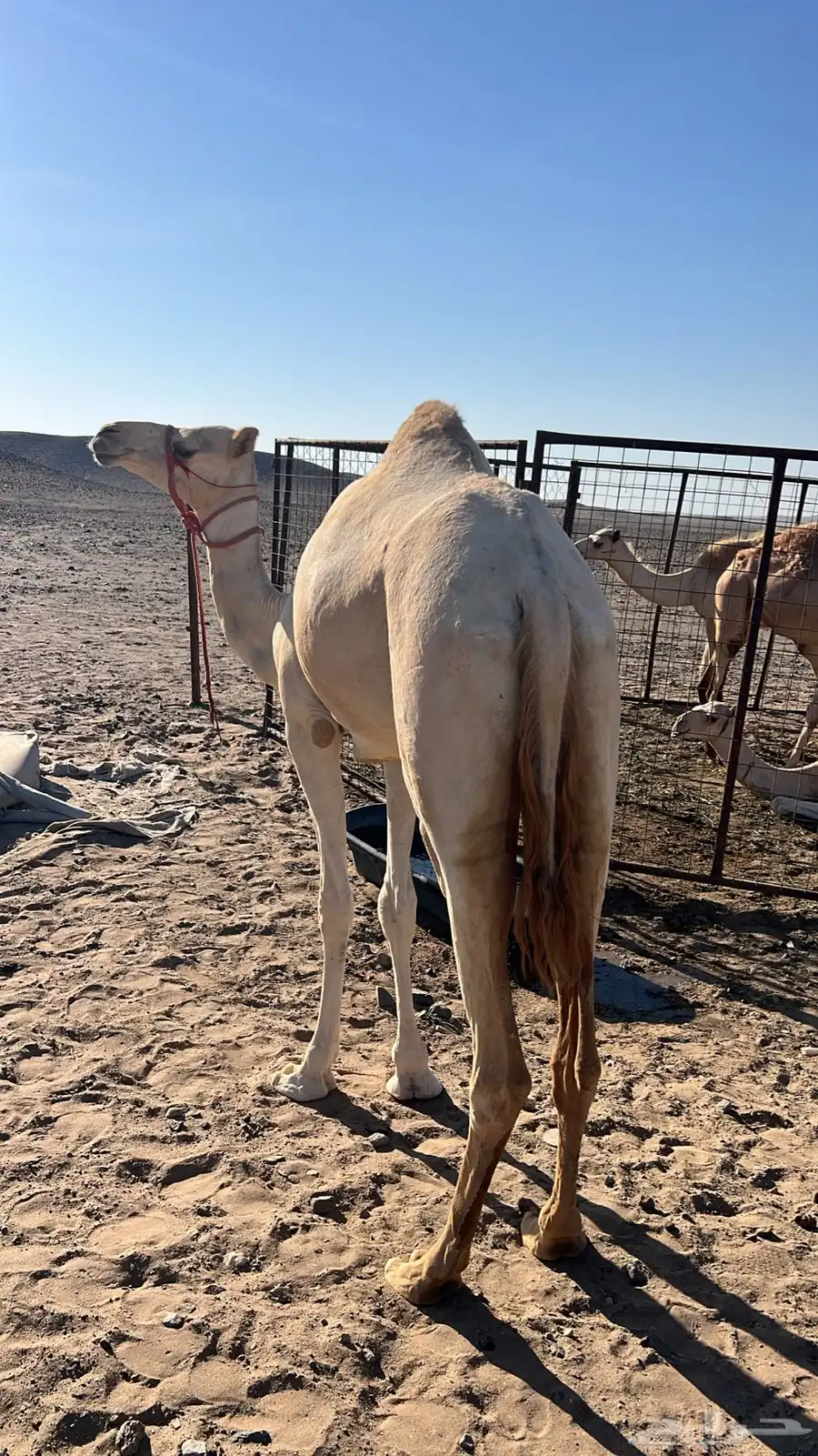 ناقه سوداني. السن جذعه يوجد لها فديو 1