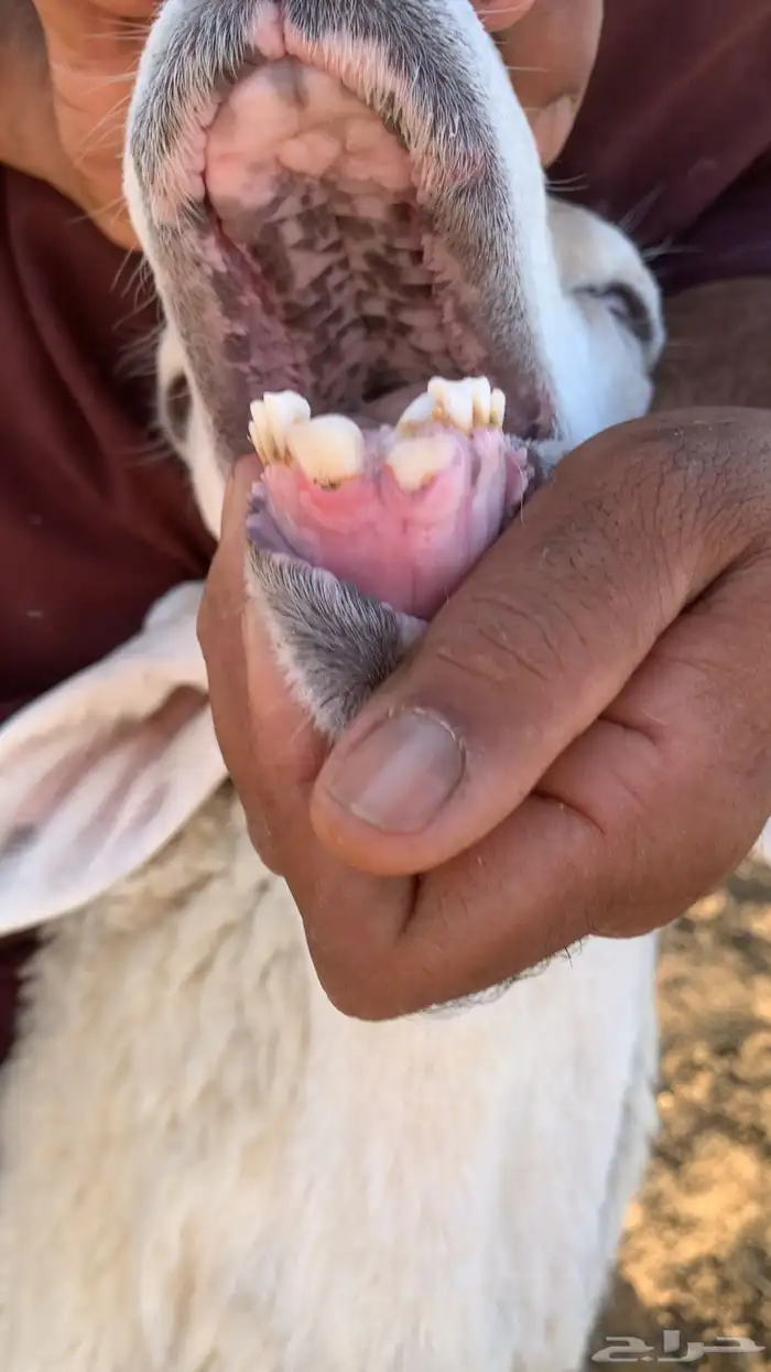 فحل حري جرم ورفع طيب وبره طيب 3