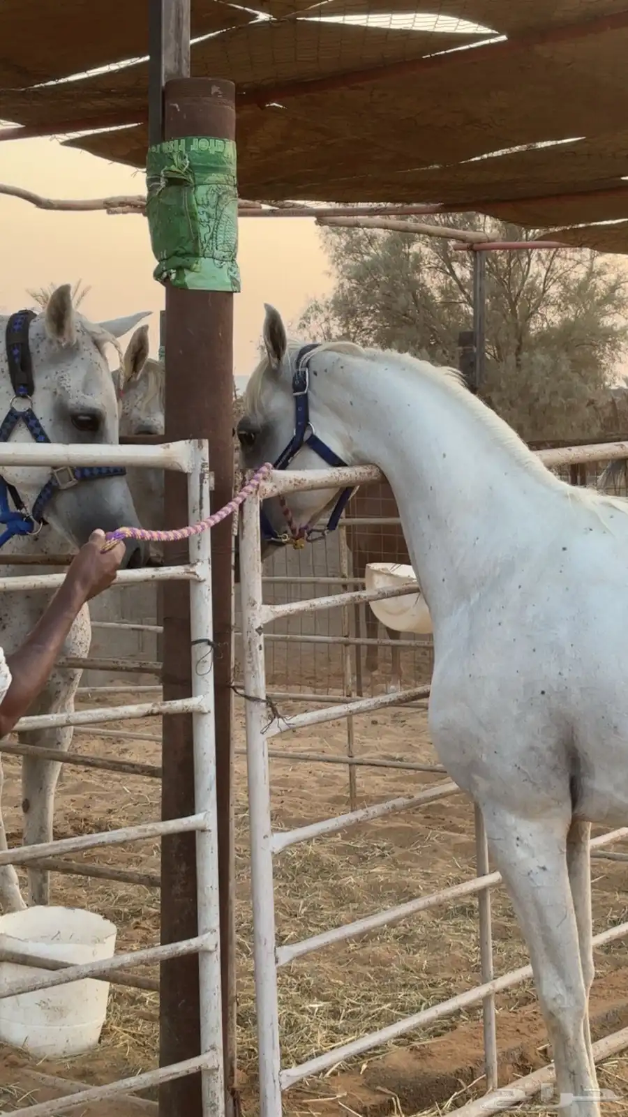 حصان واهو ورق 1