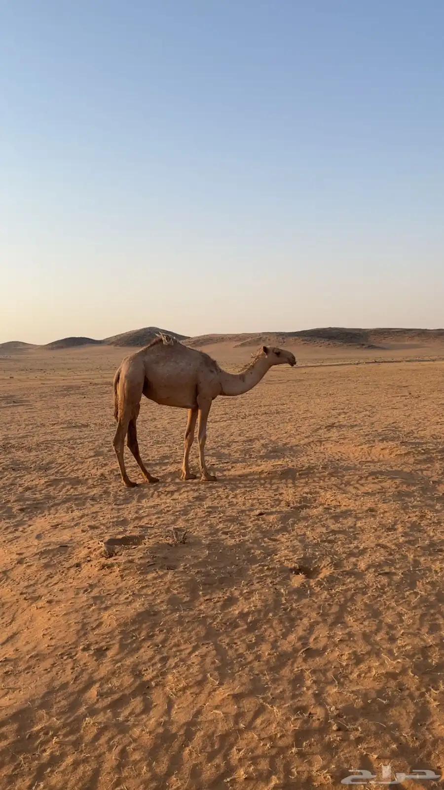 بكره مفروده شعلا طيبه 1