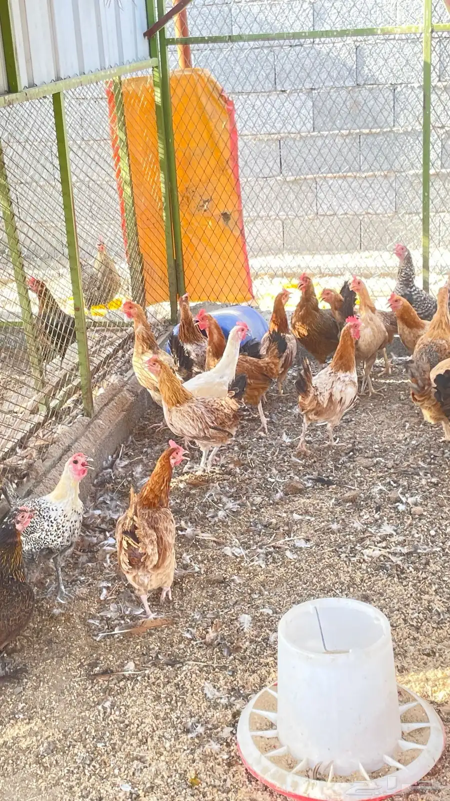 دجاج بلدي بياض عمر سنتين ونص تقريبا و ديوك براهما 1