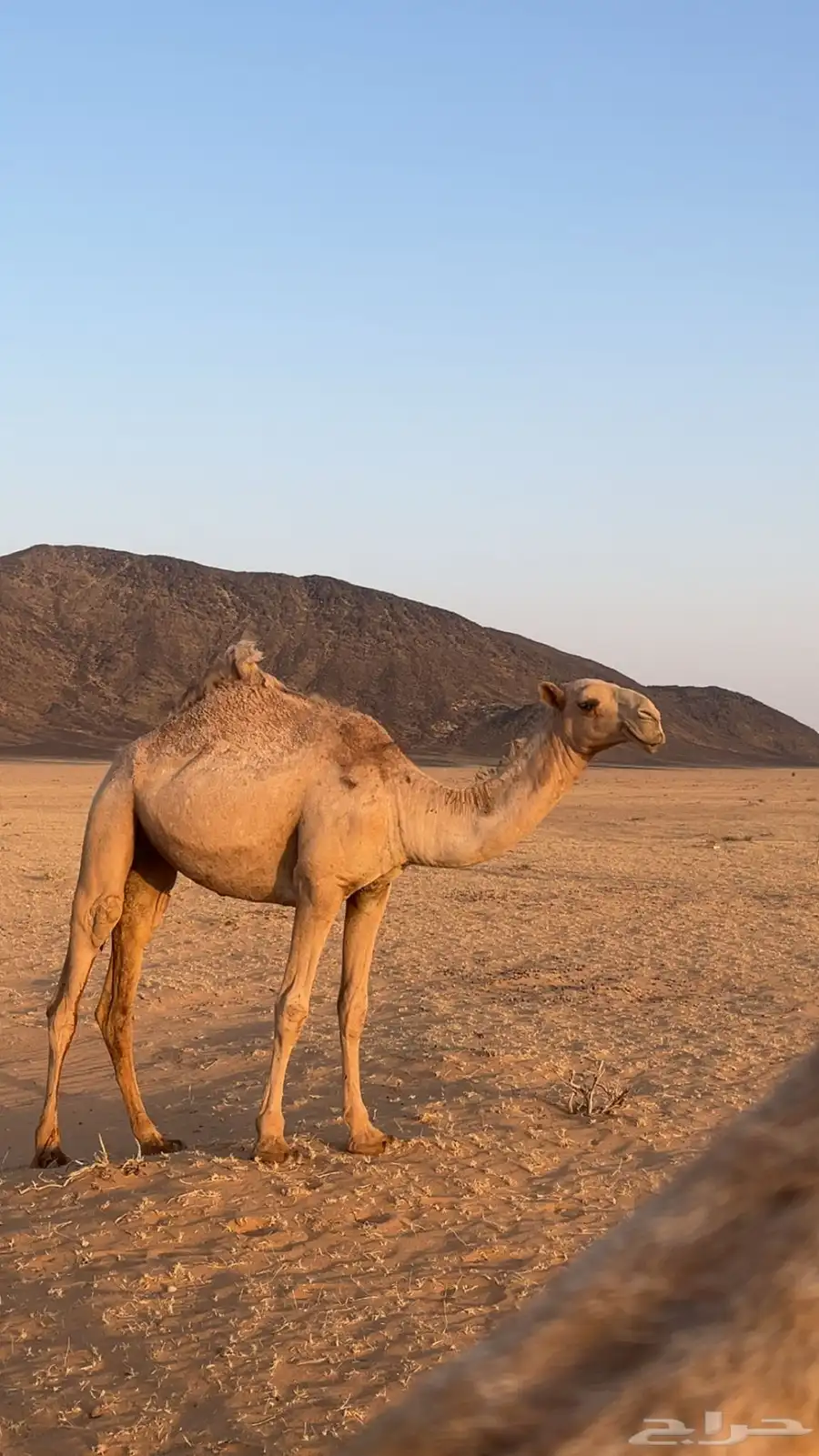 بكره مفروده شعلا طيبه 0