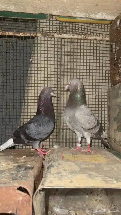 حمام قطايف 0