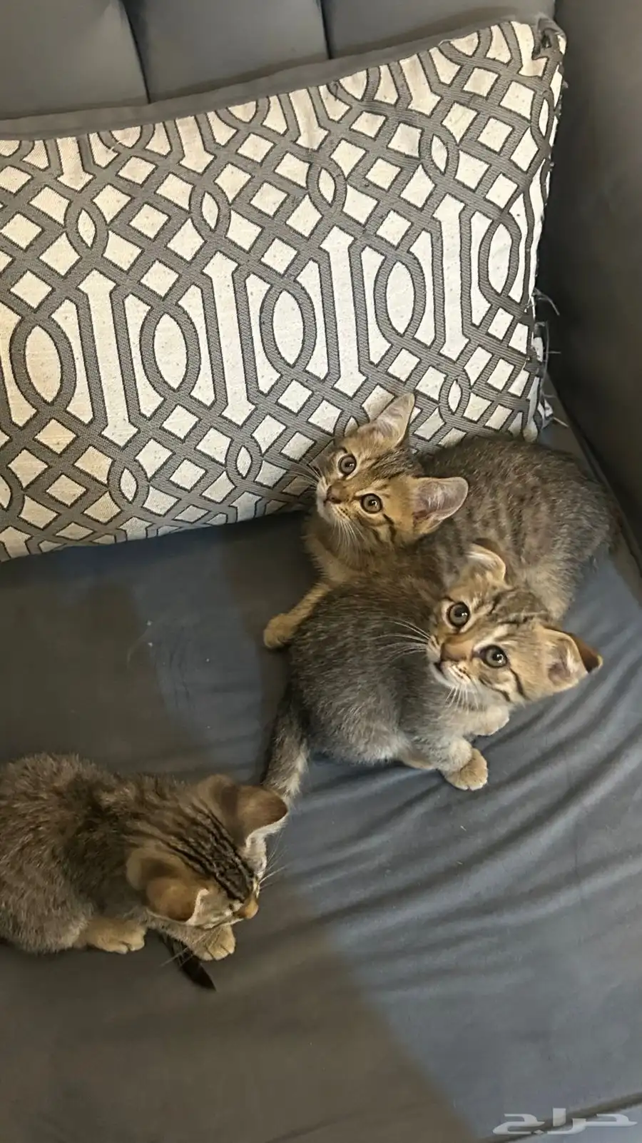 قطط 3