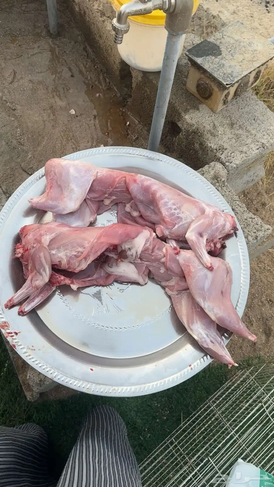 ارانب للذبح حسب الطلب 0