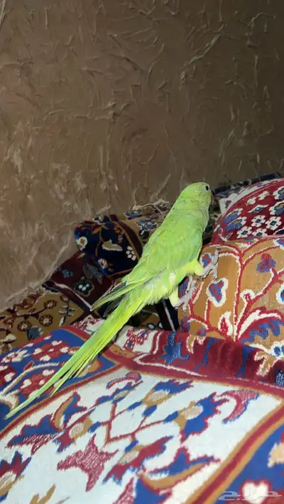 ببغاء دره يطلع على اليد هدد مزاجي طير بيت 4