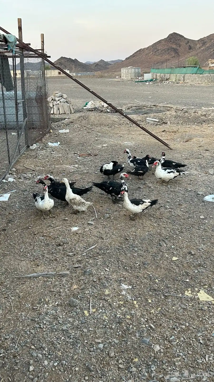 بط بح 2