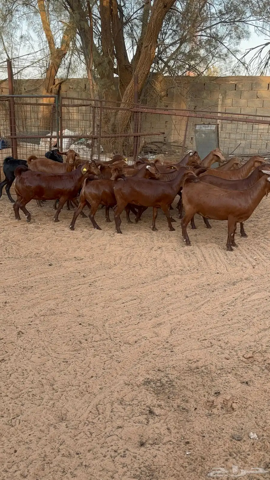 جفار دهم هجين كلهاري 6