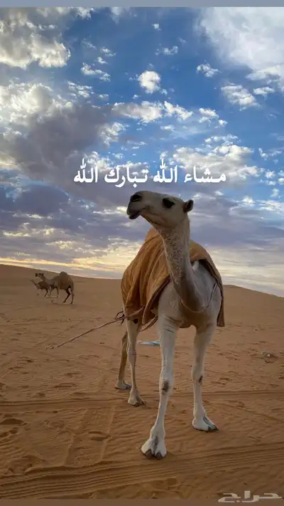 نقل شرايح ابل 0