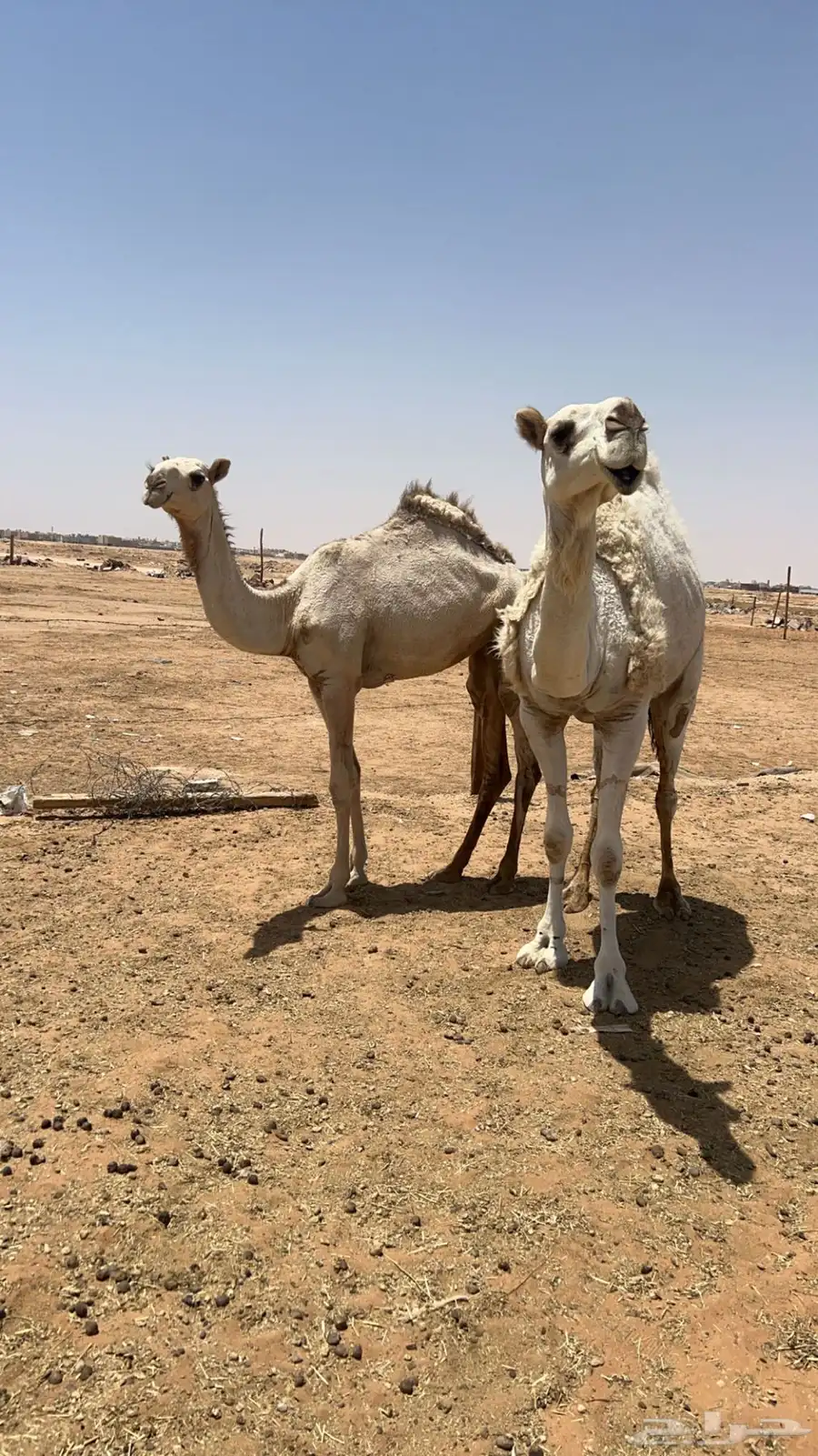 حايل وضحاء ومفروده شقحاء 2