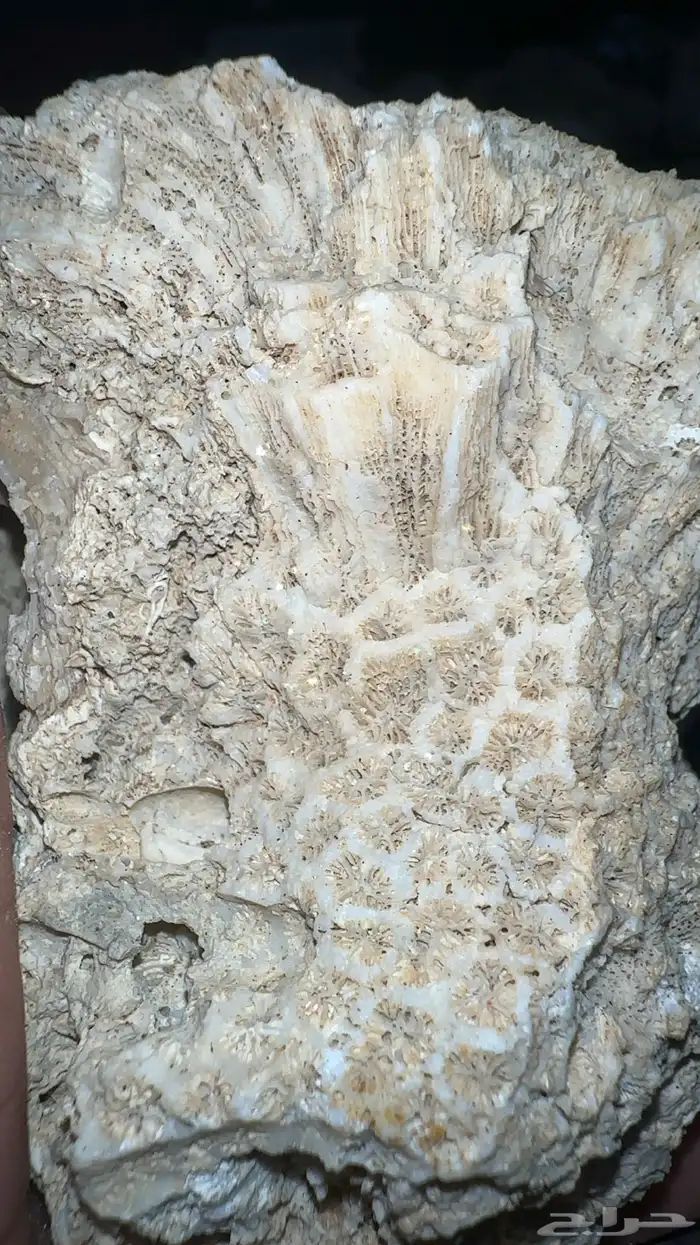 نوادر التحف الطبيعية 8