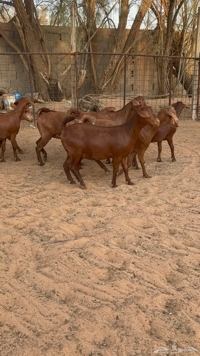 جفار دهم هجين كلهاري تم البيع 3