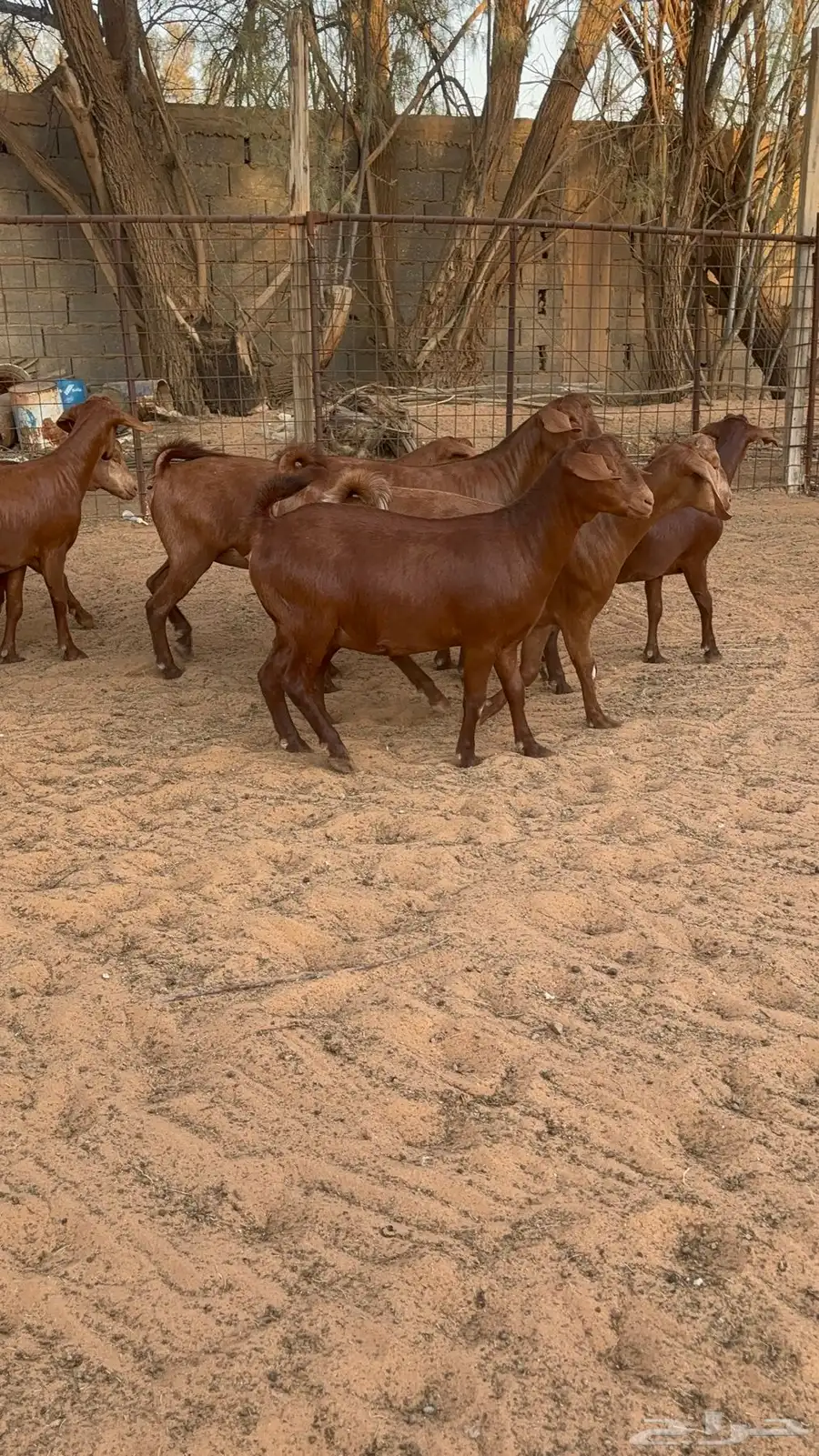 جفار دهم هجين كلهاري 3