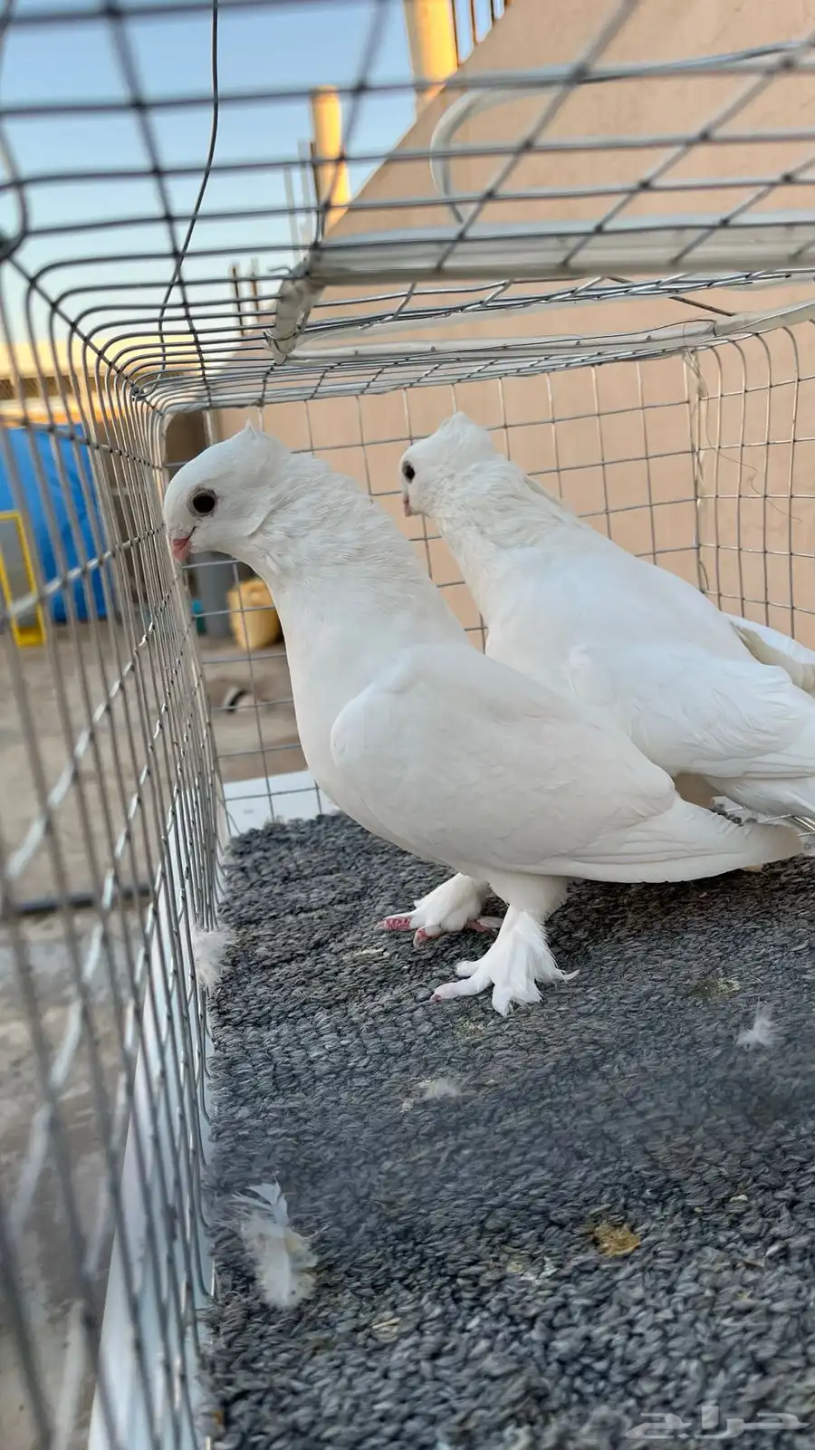 جوزين حمام حب رمان ابيض صك مسرول 1