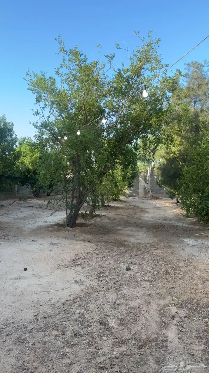 مزرعة للإيجار اسبوعي يومي في قرية زبالا 5