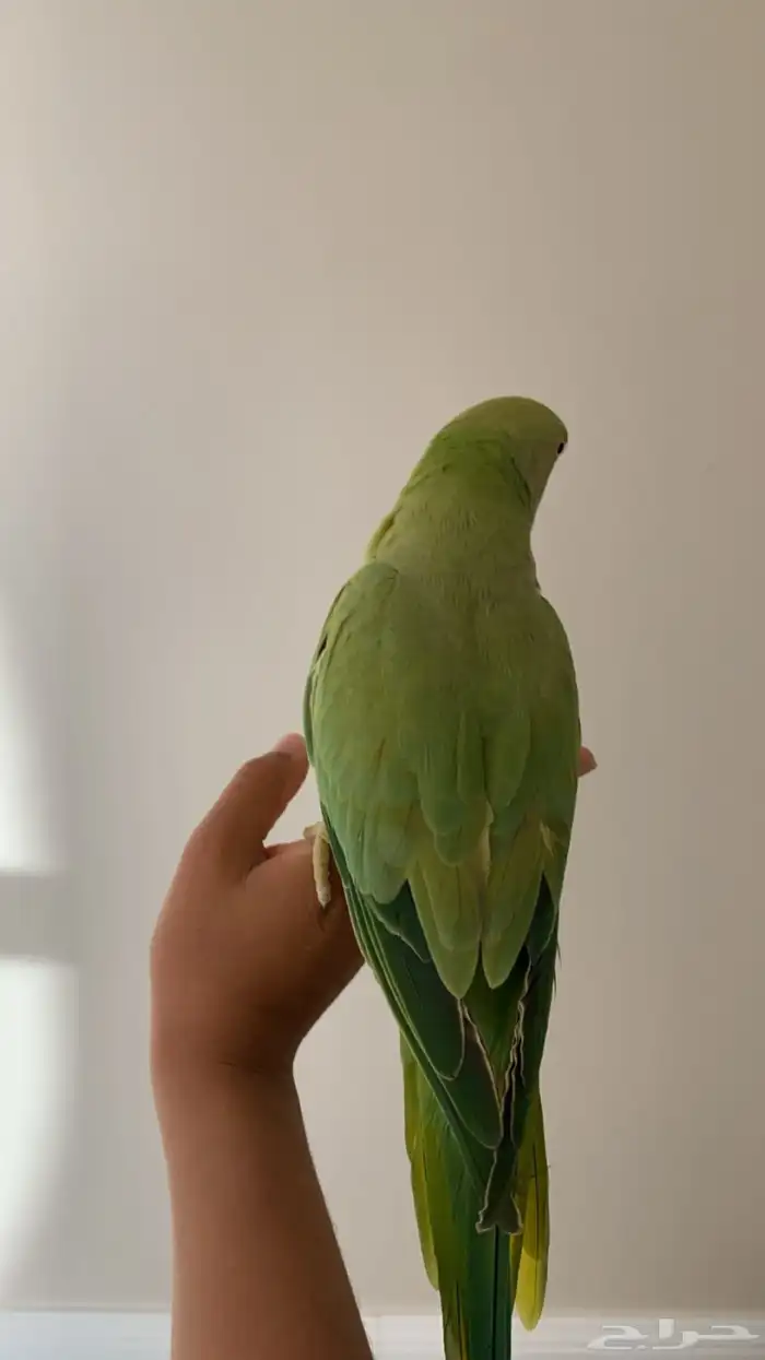 ببغاء دره هندي 11