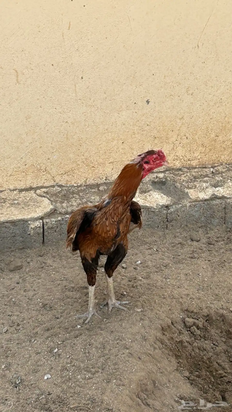 دجاج 8