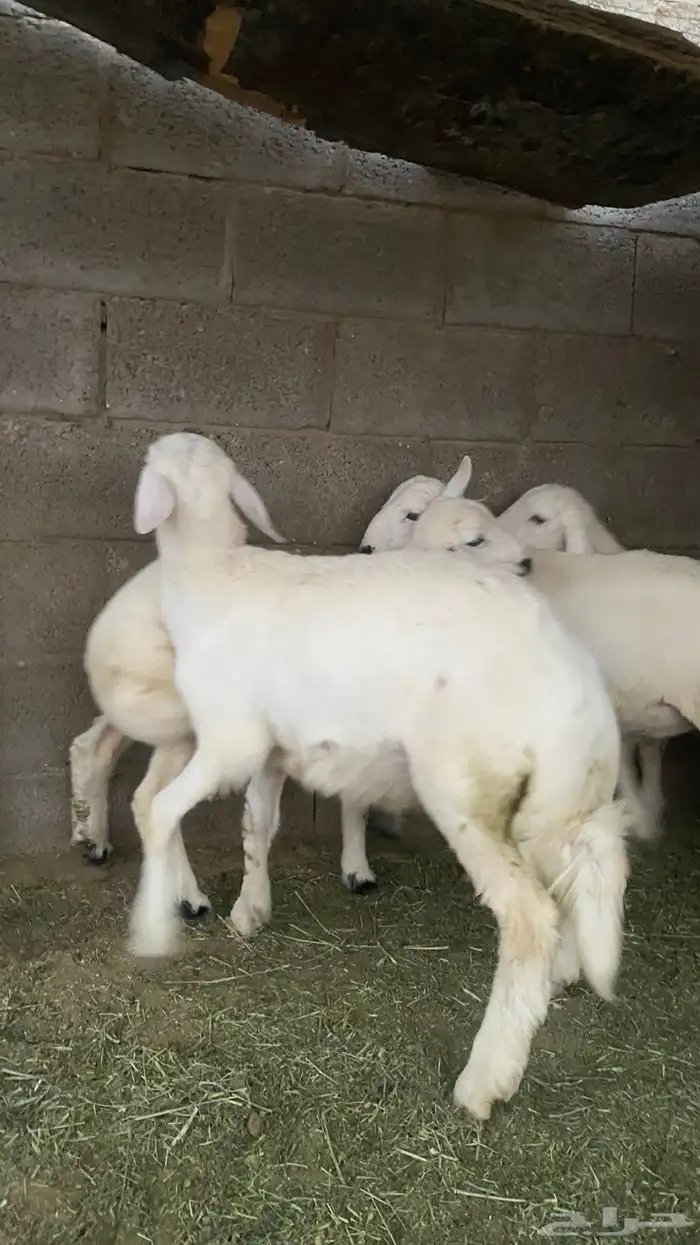 خرفان حري للبيع العدد 6 كلهن خرفان 3