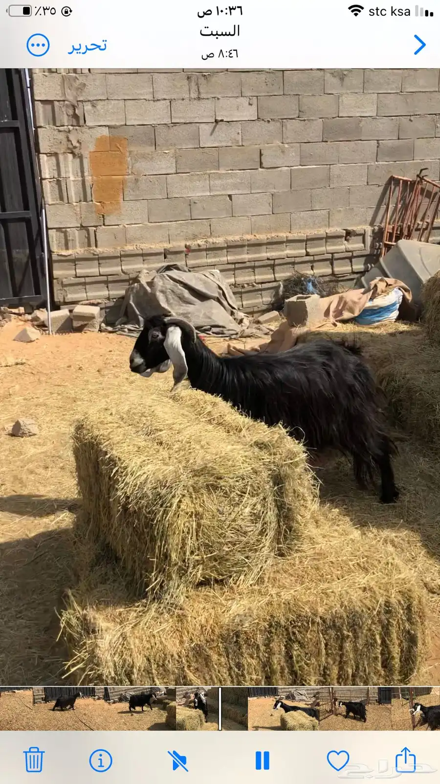 عنز عارضيه طيبه 2