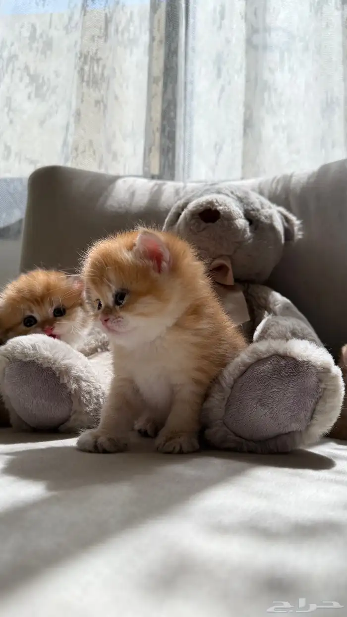 قطط برتش   سكوتش   للبيع 7