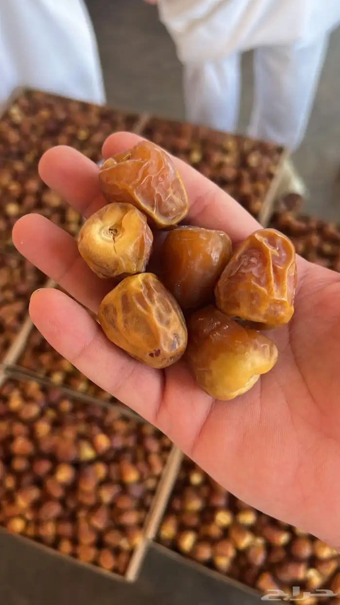 يوجد لدينا تمور بانواعها 4