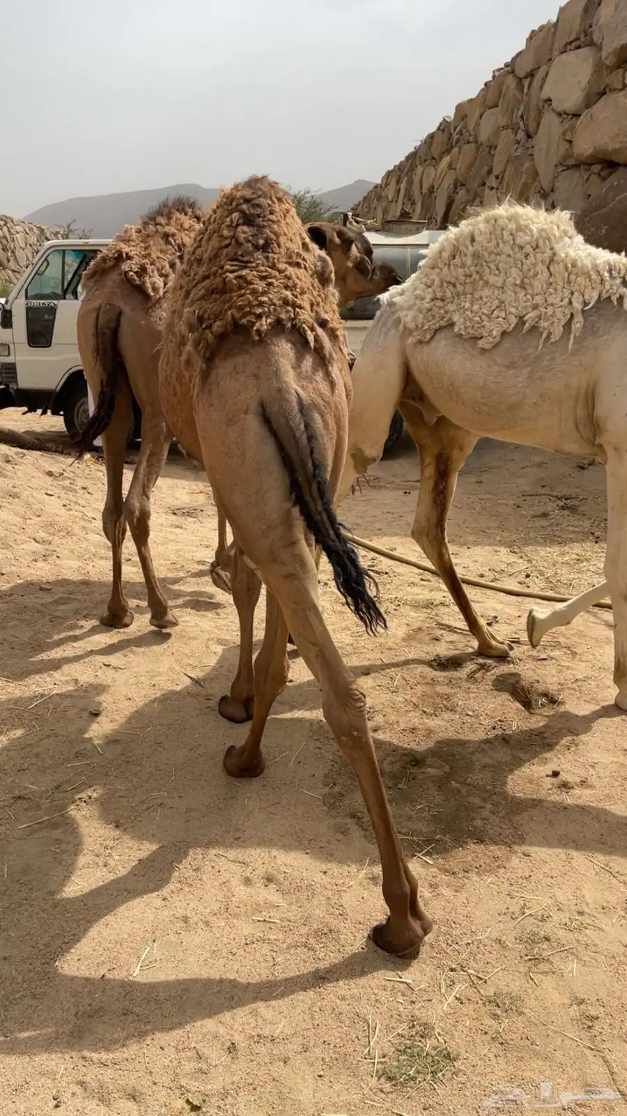 قعدان وبكره قعودين وبكره 2