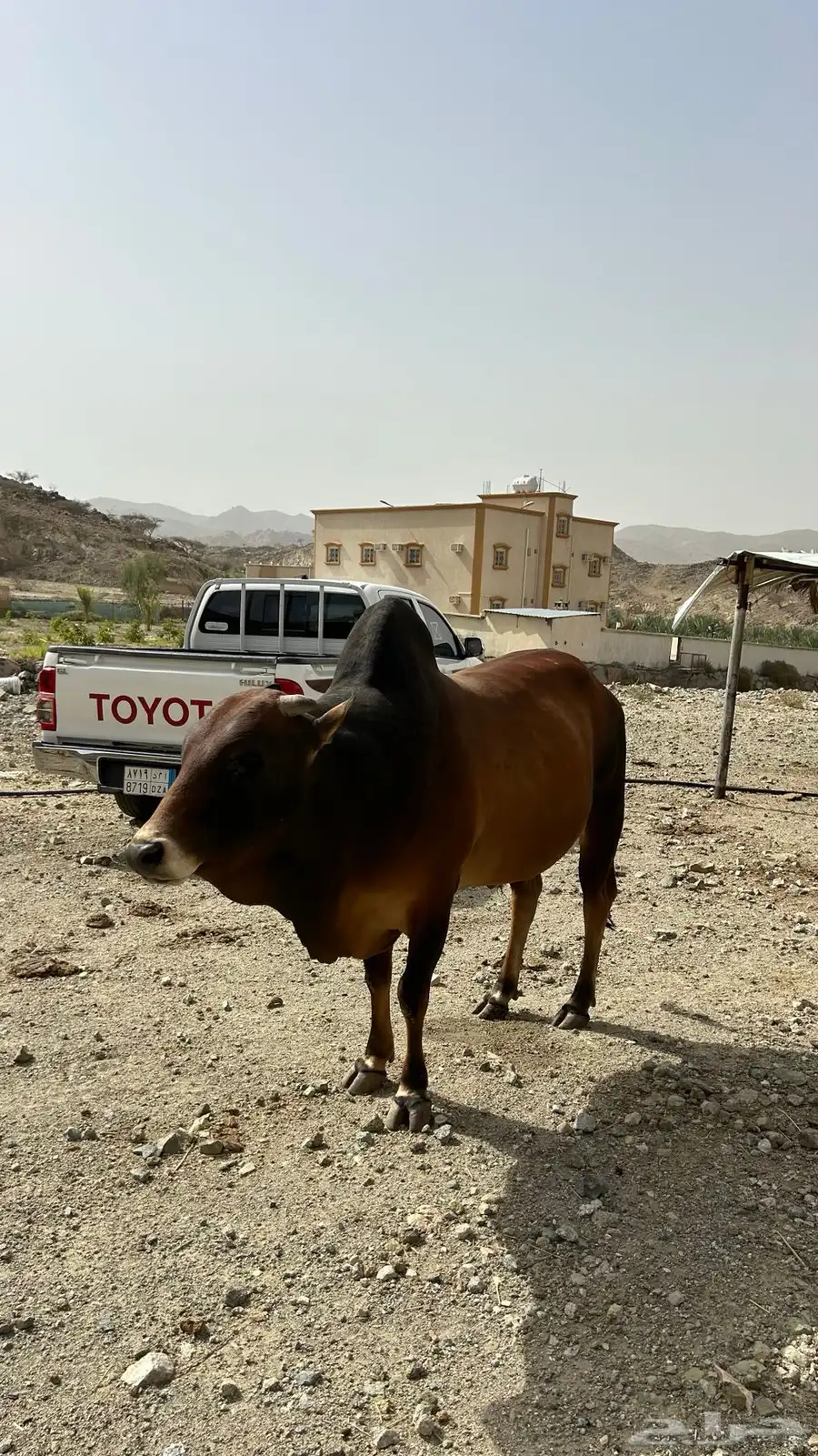 ثور 0