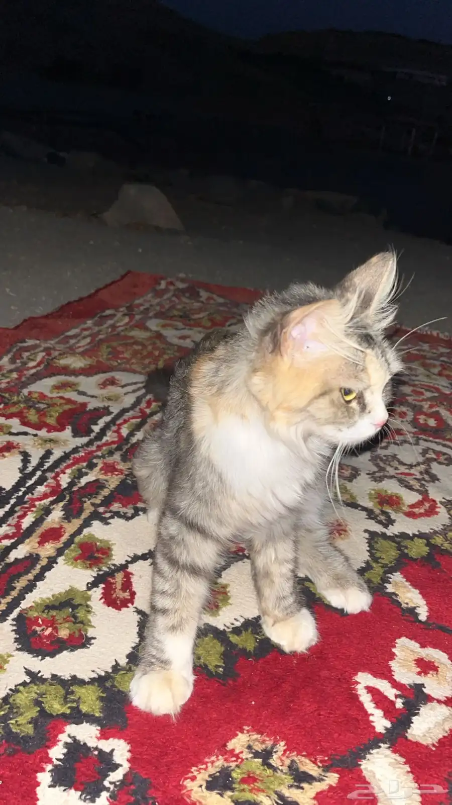 جده حي مخطط الرياض 0