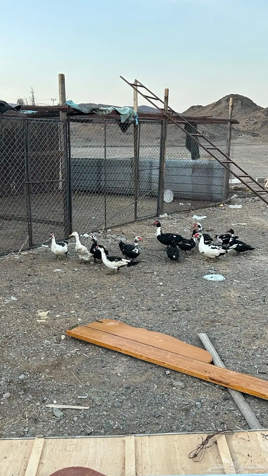 بط بح 3
