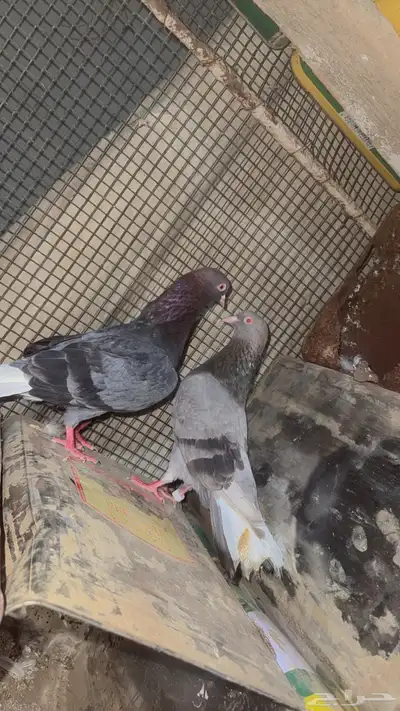 حمام قطايف 2