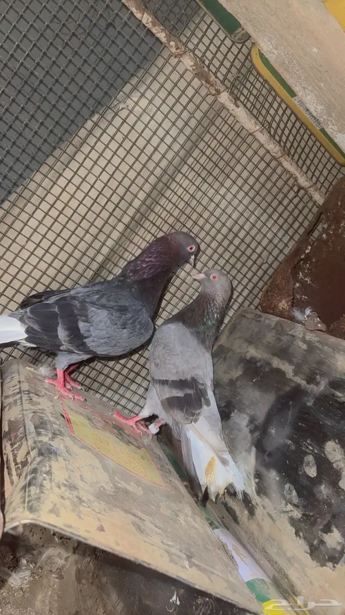 حمام قطايف 2
