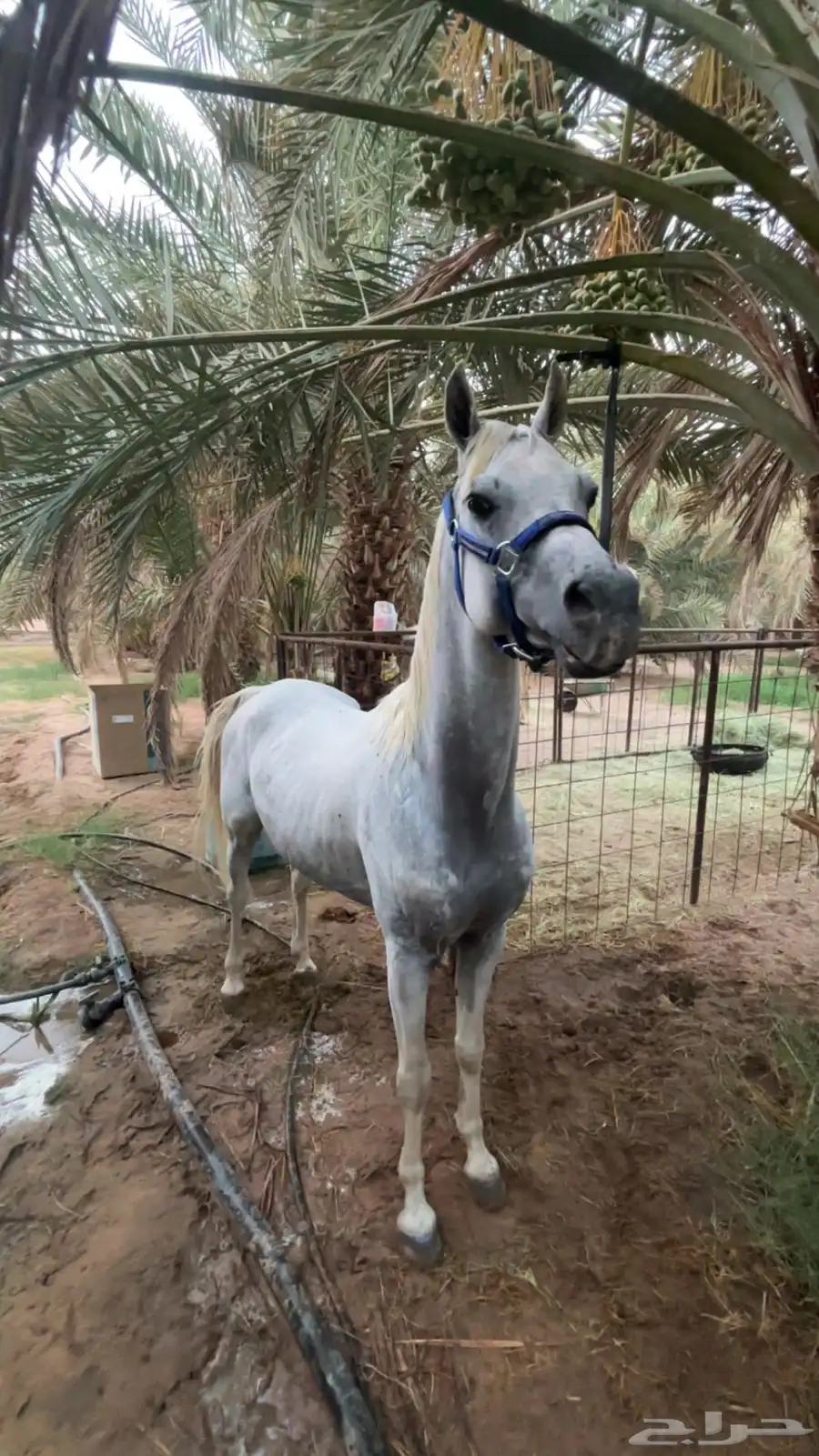 حصان واهو ورق 3