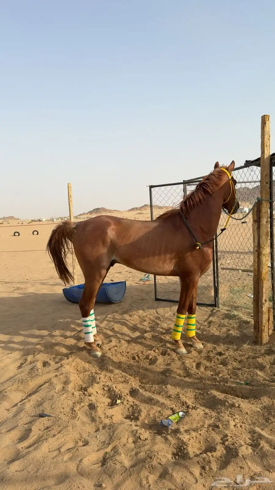 الحصان الكفو للبيع 0