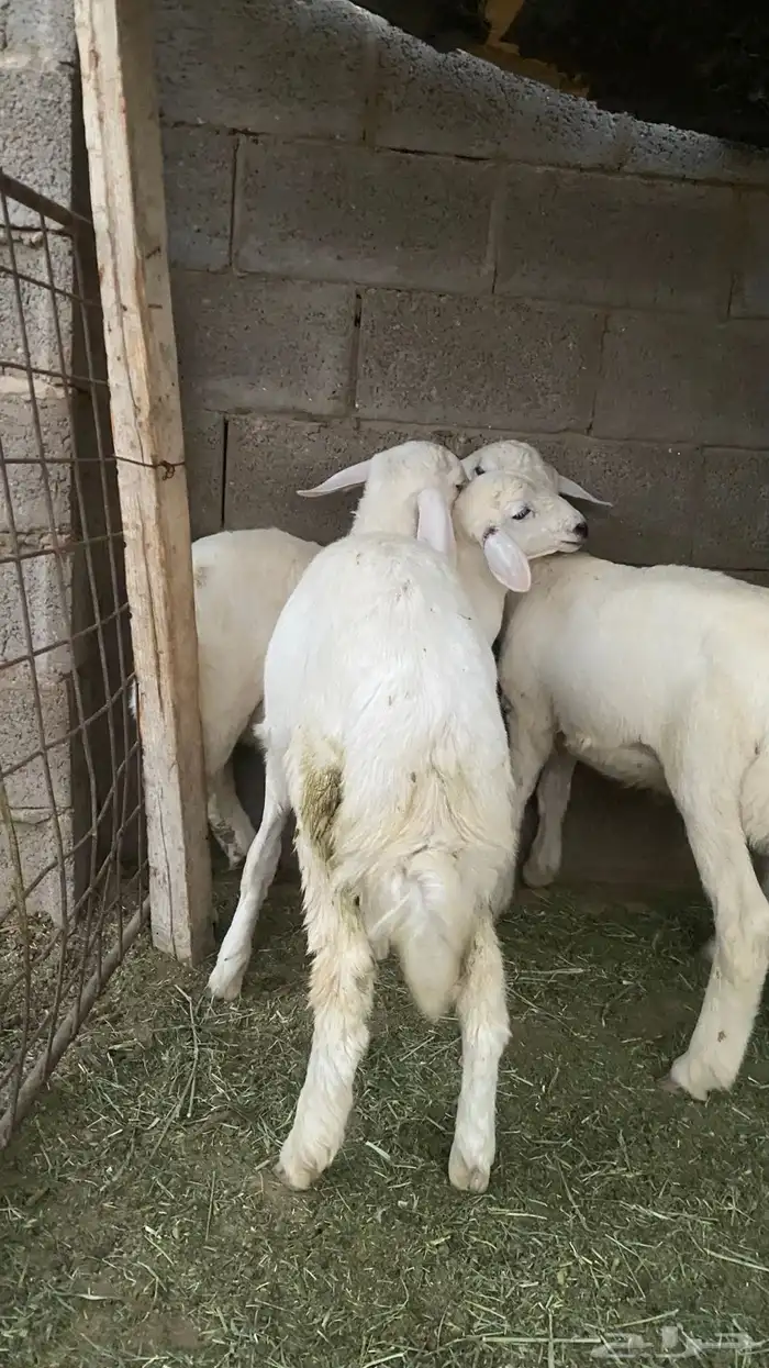 خرفان حري للبيع العدد 6 كلهن خرفان 2