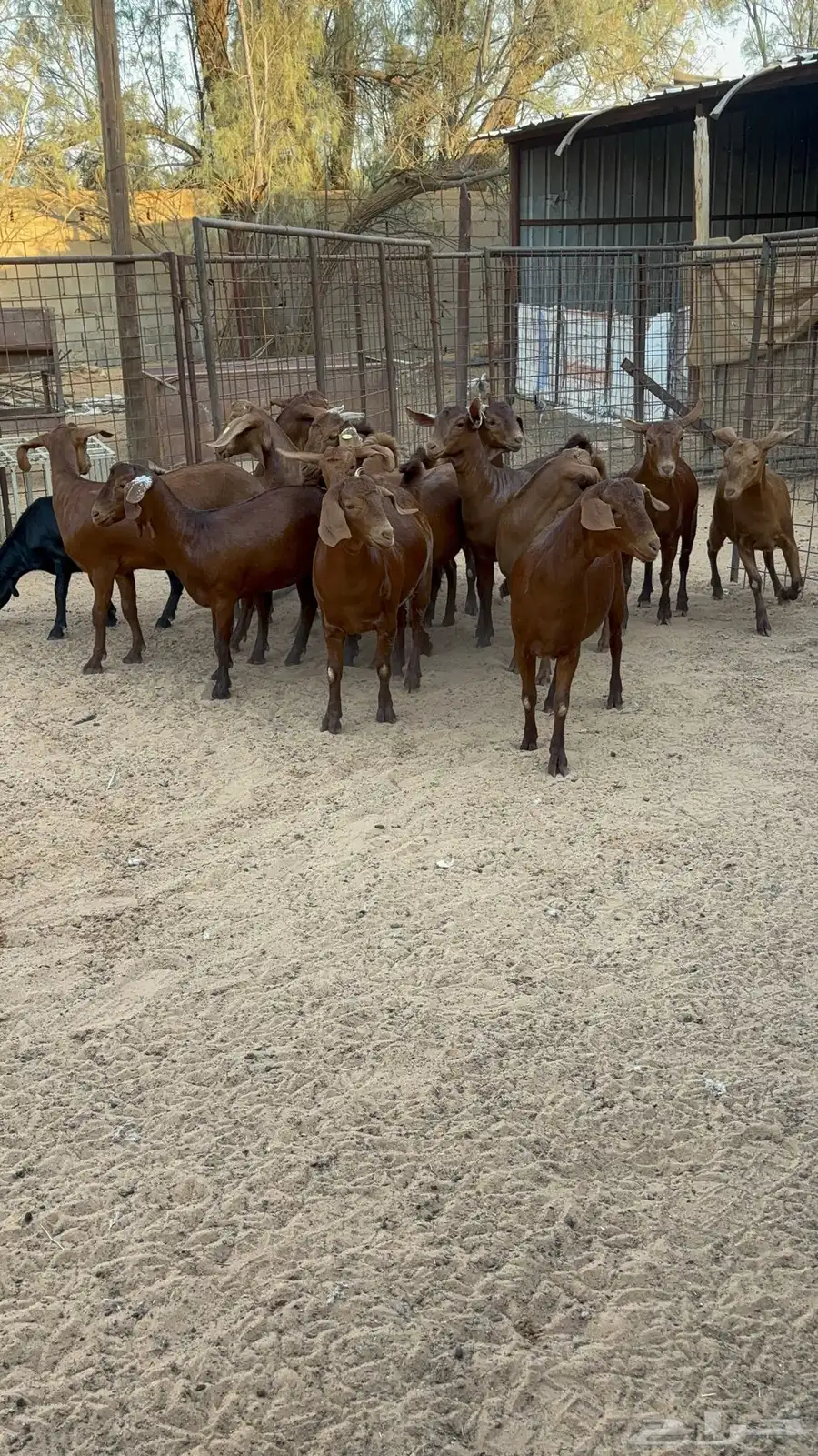 جفار دهم هجين كلهاري 11