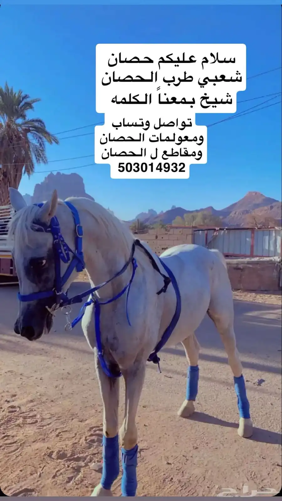 خيل 2