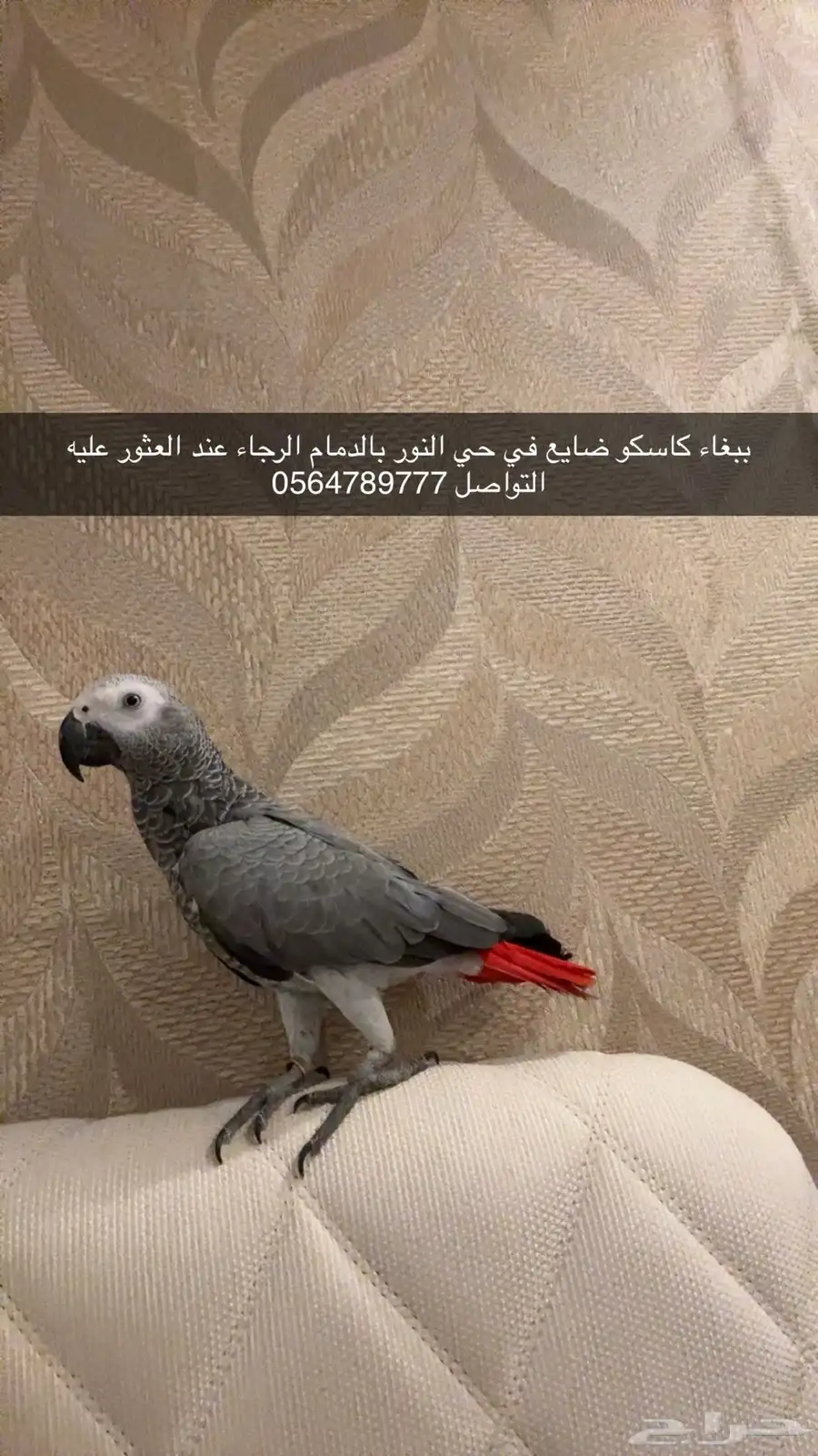 ببغاء كاسكو ضايع بالدمام حي النور 0