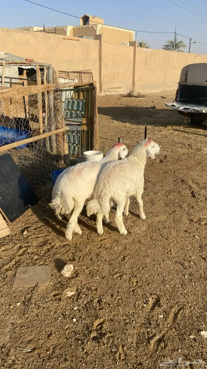 طليان العدد 2 ورخل 2