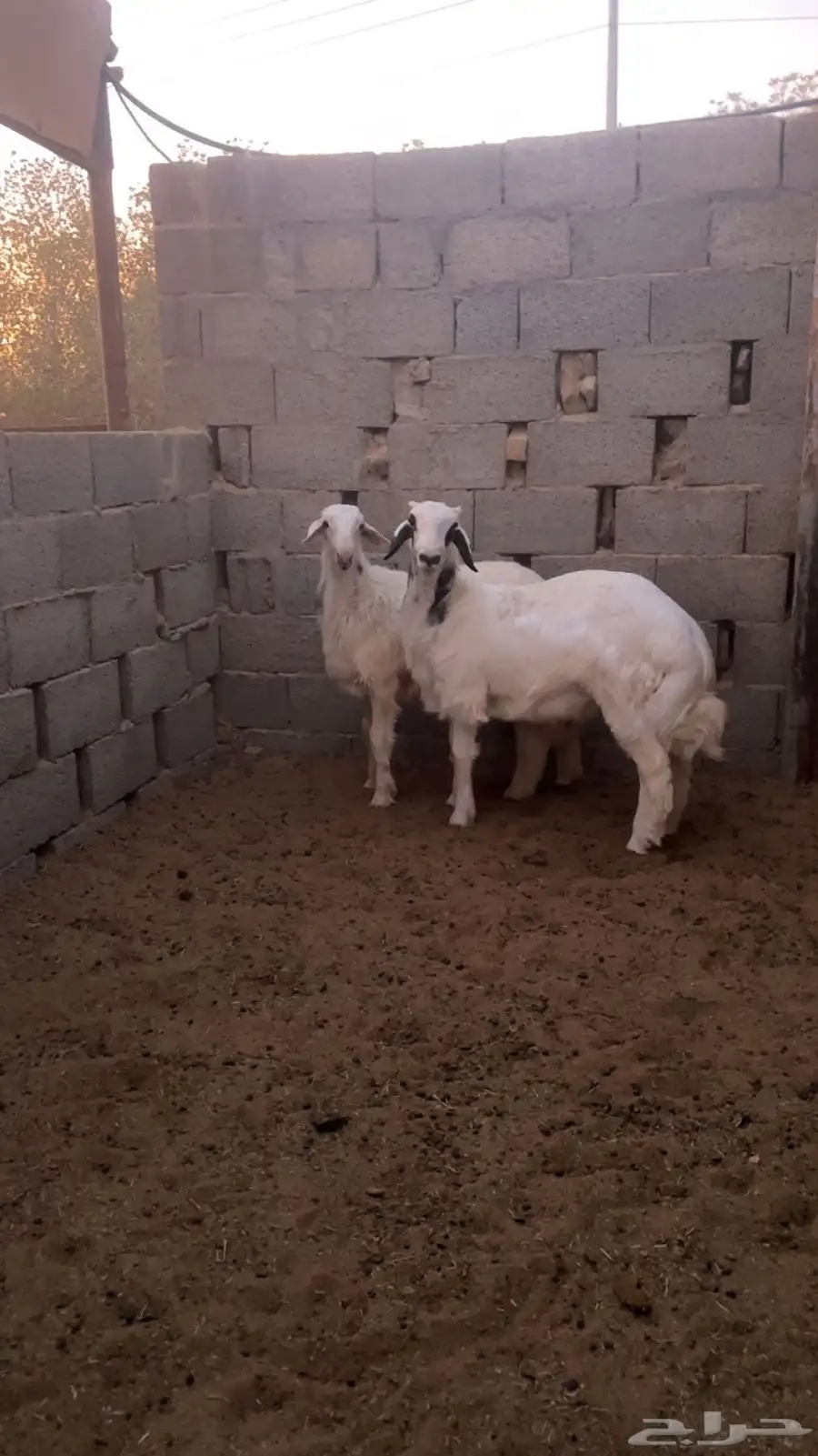 نعيم 5