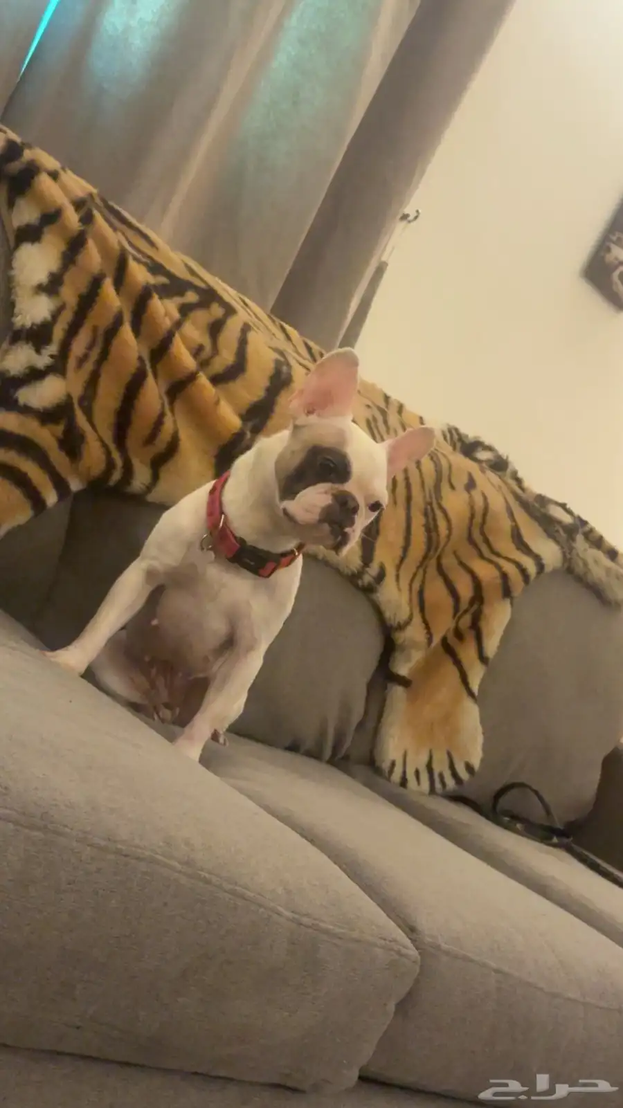 فرنش بولدوق french bulldog 3