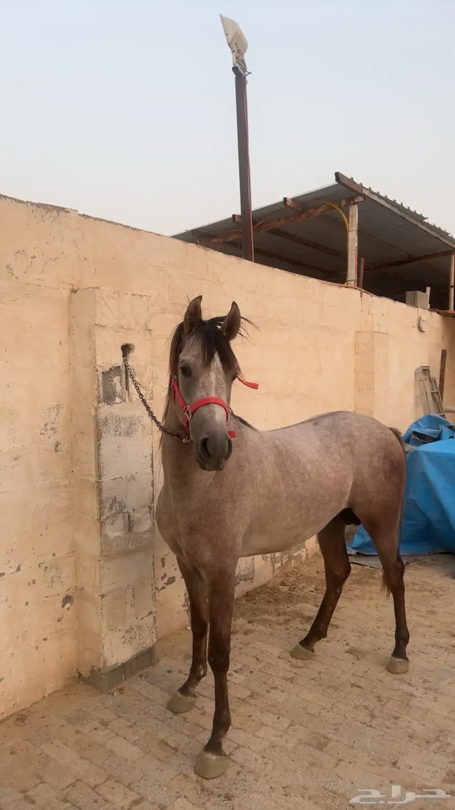 للبيع احصان شعبي 0