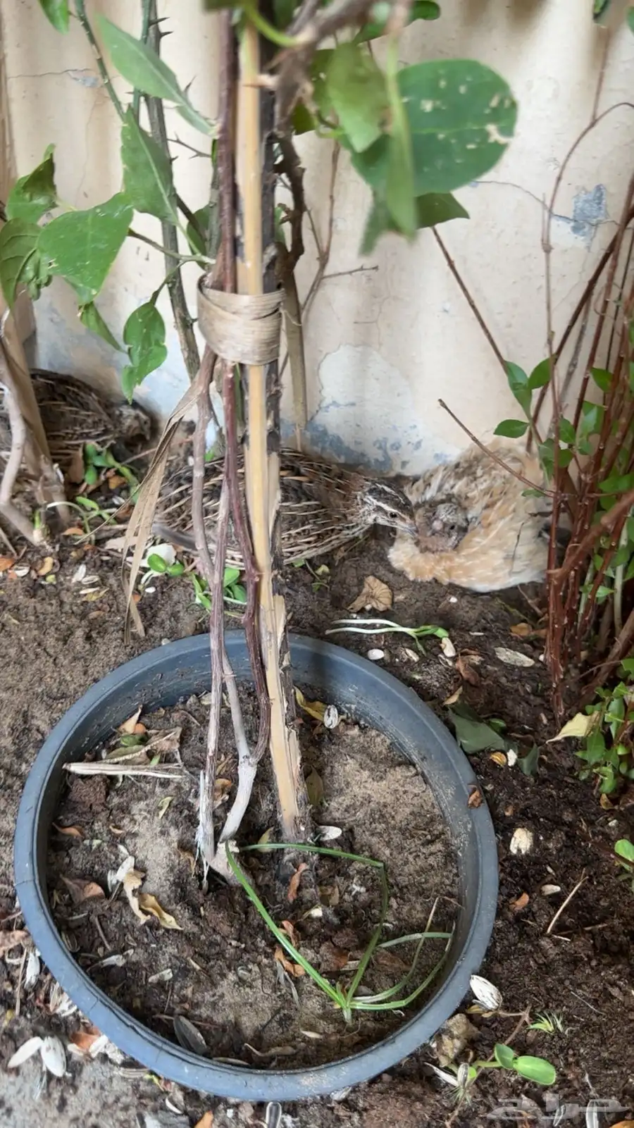 اربع حبات سمان ثلاث اناث وحبه ذكر صحه ونظافه 1