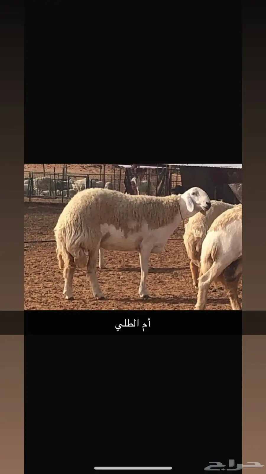 فحل حري صنف من مراح طويق 1